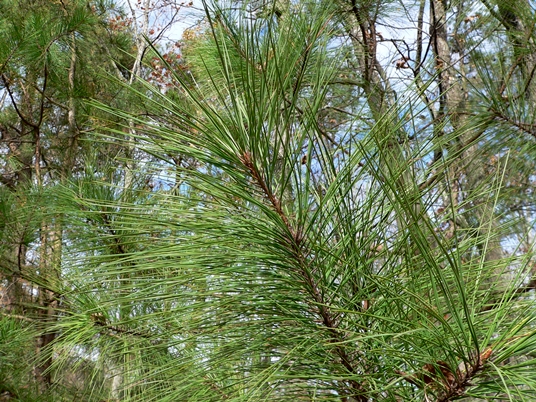 {Pinus taeda}